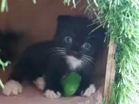 Продам красивых котят шотландской вислоухой породы, фотография 2