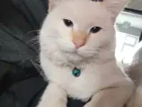 Пропал кот. Мкр. Тассай, г. Шымкент, фотография 2