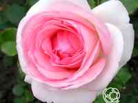 Роза эден роуз, мейян