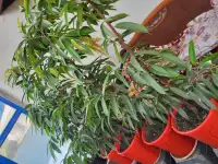 Продам фикус Бенедикта, фотография 2