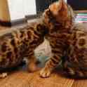 Продам котят. Порода Бенгал, фотография 2