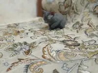 Велюровые, донские красавцы сфинксы, ждут своих хозяев!!!, фотография 4