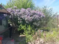 Сдаётся в аренду дача для посадки урожая, с. Томарлы, с.о. Проектировщик., фотография 2