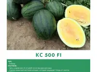 Продаем семена арбуза, фотография 7