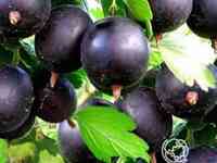 Крыжовник Командор (без шипов)