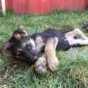 Продам щенков Восточно-Европейской овчарки, фотография 6