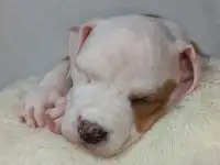 Американский стаффордширский терьер, фотография 7