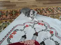 Продаю котенка мальчика,, фотография 2