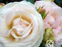 Роза палас роял/вайт эден, мейян