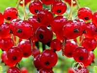 Смородина Натали красная