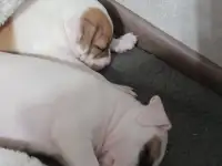 Продам щенков, фотография 9