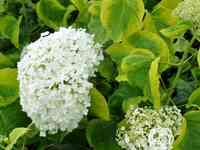 Гортензия голден анабель древовидная