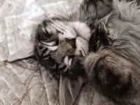 Продаю котенка породы мейн-кун, фотография 5