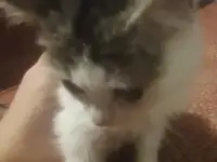 Отдам котят в хорошие руки, фотография 2