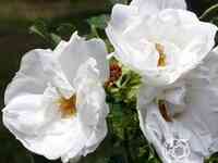 Роза бланк дабл де куберт, викс