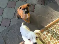 Продаю щенков немецкого боксёра, фотография 4