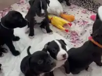 Готовятся к продаже щенки питбуля,родившиеся 7 января. Прекрасный подарок для ценителей породы! Остались 4 девочки один, фотография 2