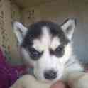 Продаю щенков сибирской хаски, фотография 3