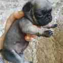 продам щенков породы мопс, фотография 3