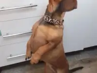 Перпдержка животных, фотография 2