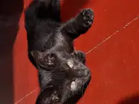 Отдадим котят в добрые руки, фотография 2