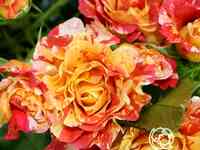 Роза альфред сислей, дельбар