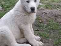 Щенки САО, фотография 2