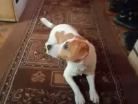 Вязка, фотография 2