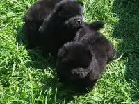 Милые мишки ЧАУ-ЧАУ, фотография 2