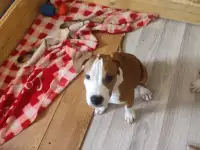 Щенки стаффорда, фотография 7