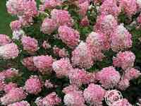 Гортензия тач оф пинк