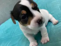 Продаются милые щенки ДжекРассел терьера, фотография 6