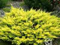 Можжевельник горизон. лаймглоу