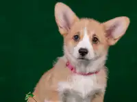 Щенки Вельш Корги Пемброк, фотография 4