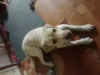 Лабрадор ретривер, фотография 2