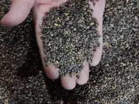 Семена сосны обыкновенной