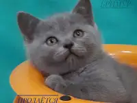 Британские котята, фотография 5