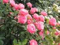 Саженцы масленичных роз. Сербия, фотография 4