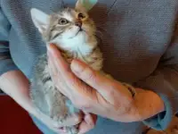 Котята Бармалейки 2 мес., фотография 5