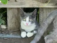 Отдам котят в добрые руки, фотография 4