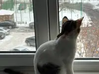 Кошечка в добрые руки