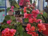 Продам роскошные Бугенвилии, фотография 7