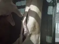 Поросята живые, здоровые и тушками., фотография 4