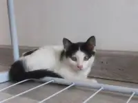 Отдам котят, фотография 5