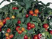 Семена Томат Балконное чудо 20 шт