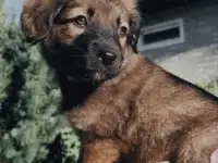 Щенки метисы от кинолога, фотография 3