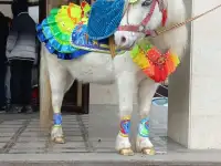 пони на Детский праздник, фотография 5