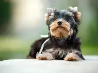 Предлагаю к продаже щенков йоркширского терьера, фотография 7