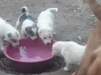 Продается ПАРОДИСТЫЕ щенки! Срочно, фотография 5