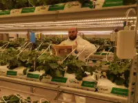 Шмелиная семья БиоИнновации Стандарт. Для опыления растений., фотография 10